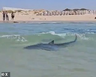 97518375-14632221-A_shark_was_seen_swimming_close_to_the_shore_at_Olga_Beach_Israe-a-173_1745247741670.jpg