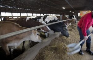 Os últimos cortes de RFK Jr. só podem deixá -lo doente no seu estômago