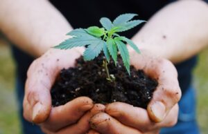 Demanda durável e crescente por maconha orgânica