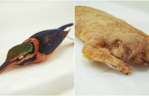 A maior exposição de dinossauros de Cingapura em Cingapura para abertura em outubro