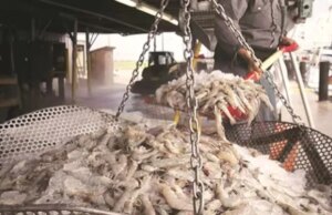 Os preços dos camarões na Índia caíram – o preço do camarão na Índia diminuiu