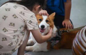 SPCA e Acre transformam papel branco para fortalecer a proteção do bem -estar animal