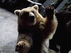 Catador de cogumelos, 70 anos, tem cabeça arrancada em ataque de urso