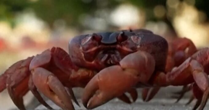 crab-5w87n3.jpg