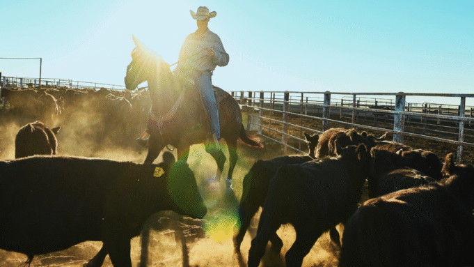 nebraska-cattle-ranch.png