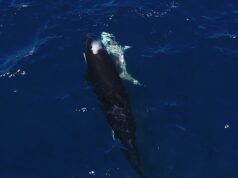 Fazendo jus à sua reputação de ‘assassino’: assista ao momento chocante em que um grupo de orcas mata um jovem tubarão branco virando-o de cabeça para baixo