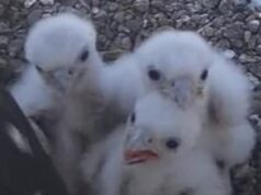 Doces filhotes de falcão peregrino que encantaram milhares de amantes de pássaros na transmissão ao vivo foram ENVENENADOS poucas semanas depois que alguém pisou no ovo