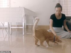 Você pode falar GATO? Faça o teste para ver se você consegue decodificar a linguagem corporal de um moggie