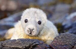 É época de filhotes! Veja lindos filhotes de focas curtindo a areia com suas mães