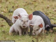 A fúria dos moradores sobre os ‘turistas porquinhos’ que estão assediando os porcos de New Forest para tirar selfies para curtir nas redes sociais