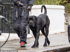 A surpreendente verdade sobre o mastim gigante que lutou contra o filho da rainha enquanto atacava seu Jack Russell Maud