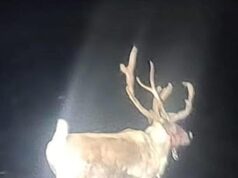 Emergência declarada na cidade litorânea depois que renas escapam do evento de Natal, provocando um grande resgate