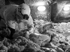 Lisa Riley, de I’m A Celebrity, ganha oito estrelas para o acampamento depois de enfrentar ratos, vísceras e aranhas no terrível julgamento de Mine Of Misery Bushtucker