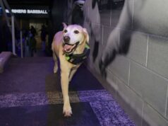 Josh Naylor dá crédito ao cão do clube por facilitar o comércio dos Mariners