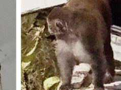 Um pregador do Mississippi atira em um dos últimos macacos de laboratório que sobreviveu a um acidente de caminhão