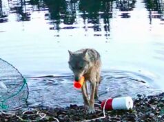 O vídeo mostra um lobo selvagem roubando peixes no que pode ser o primeiro uso de uma ferramenta