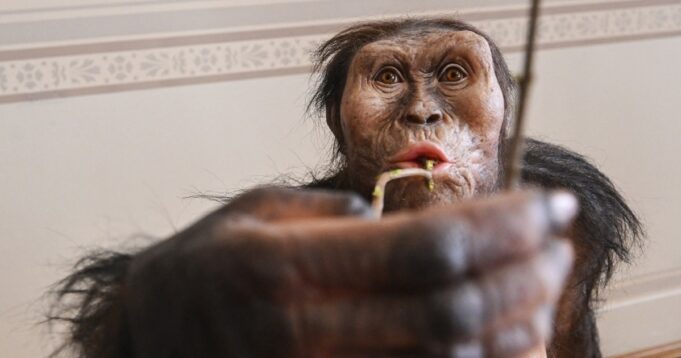 251127-australopithecus-1038-18d328.jpg