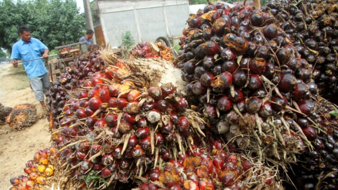 5900949356dbf-sejumlah-pekerja-menimbang-tandan-buah-segar-tbs-kelapa-sawit_665_374.jpg