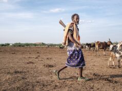 Árvore não nativa devasta ecossistemas da Etiópia e ameaça meios de subsistência | Notícias da Galeria