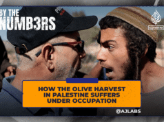 Como a colheita da azeitona na Palestina sofre sob ocupação