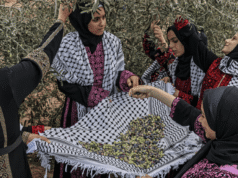 Azeitonas da Palestina: um guia visual para a colheita anual e tradições | Notícias do conflito Israel-Palestina