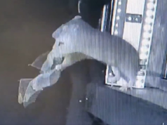 Ratos caçando morcegos voadores em imagens raras despertam temores de pandemias e novos surtos de doenças | Notícias virais