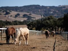Condado de Santa Clara dá um passo atrás no plano de rezoneamento agrícola