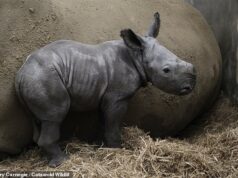 Conheça o bebê rinoceronte branco nascido em Cotswolds… cuja mãe leva o nome de uma estrela de I’m A Celeb