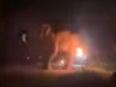 Bandidos cruéis atearam fogo a elefante e o queimaram vivo, provocando indignação no Sri Lanka