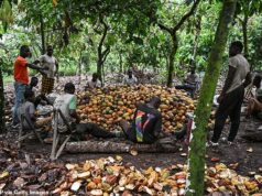 Por que seus chocolates de Natal não irão tão longe este ano: Celebrations, Dairy Milk e Terry’s Chocolate Oranges são todos MENORES, mas custam mais