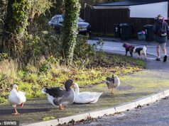 Gansos são roubados do parque ‘para serem cozidos e comidos no dia de Natal’, já que os moradores locais dizem que os migrantes podem ser os culpados