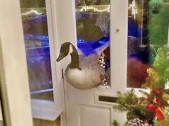 Mulher aterrorizada quando ‘enorme’ ganso canadense quebra sua porta enquanto ela assiste TV