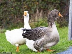 Dezenas de gansos selvagens ‘mortos na mesa de jantar de Natal em uma onda de ataques chocantes’