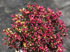 Avanço da artrite, pois os especialistas descobrem que o remédio à base de ervas tem propriedades poderosas para aliviar a dor