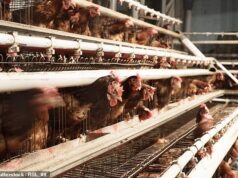 Os agricultores correm agora o risco de serem prejudicados pelas importações após as reformas trabalhistas do bem-estar animal