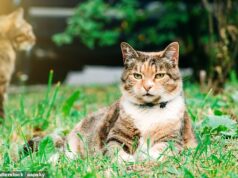 Pai leva discussão sobre cocô de gato da vizinhança ao Tribunal Superior