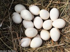 Revelado: Por que NÃO comemos ovos de peru no Natal