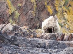Parabéns eve! A ovelha mais solitária agora grávida de gêmeos dois anos após o resgate