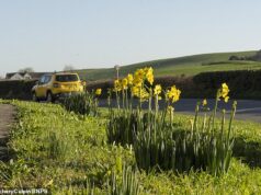 Os narcisos florescem em dezembro, após temperaturas amenas – antes de cair para o congelamento quando 2026 começa com frio