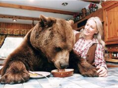 A extraordinária história de Hércules, o urso pardo de 65 pedras criado “como um filho” por um lutador escocês que o alimentou com batatas fritas e Babycham no pub local