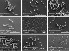 Os cientistas ficam perplexos ao descobrir 26 espécies bacterianas desconhecidas nas salas limpas ultra-higienizadas da NASA – enquanto alertam ‘pare e verifique tudo novamente’