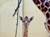 Um presente de Natal tão esperado! Zoológico do Reino Unido está comemorando o nascimento de uma girafa ameaçada de extinção