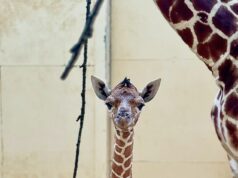 Um presente de Natal tão esperado! Zoológico do Reino Unido está comemorando o nascimento de uma girafa ameaçada de extinção