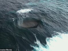 ‘A onda mais louca do mundo’ deixa os surfistas na Austrália perplexos – como alguém brinca ‘a natureza se tornou IA’