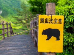 Como o Japão está combatendo ataques de ursos