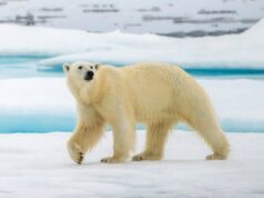 Os ursos polares estão reciclando sua própria genética para sobreviver em um clima cada vez mais quente