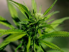 Trump assina ordem executiva para reclassificar rapidamente a maconha