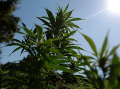 A reclassificação da maconha pode acabar com o exílio financeiro dos dispensários