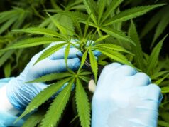 A reclassificação da cannabis ‘poderia abrir comportas’ para a pesquisa, dizem os cientistas