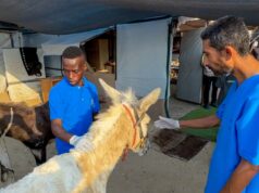 No único abrigo de animais de Gaza, os trabalhadores partilham a sua comida com cães e gatos famintos